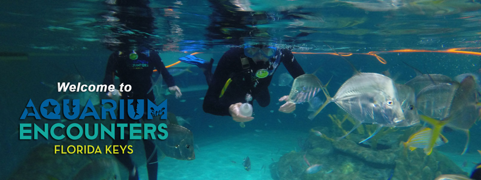 Florida Keys Aquarium Encounters Immerse yourself in the magic of the