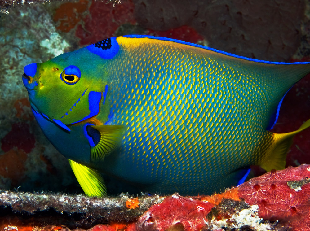 Florida Keys Aquarium Encounters Immerse yourself in the magic of the