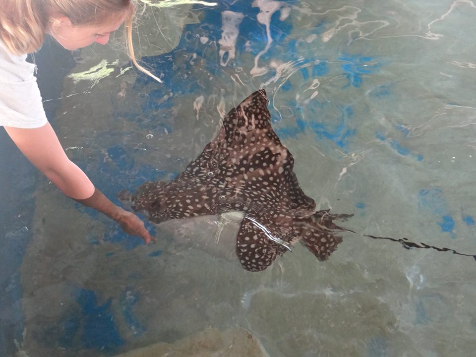 Feeding the Spotted Eagle Ray