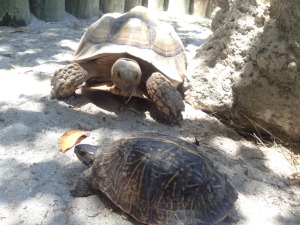 Happy World Turtle Day!