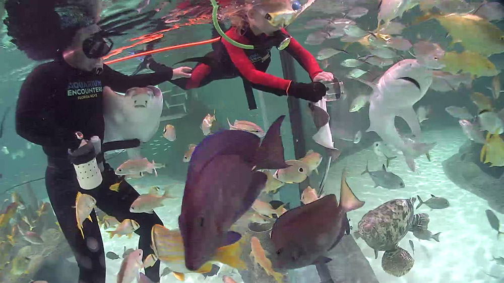 Immerse yourself in an Aqaurium Encounter!