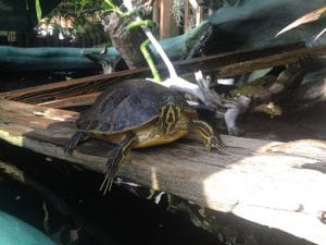 Celebrate World Turtle Day with our friends at the Freshwater Bayou!