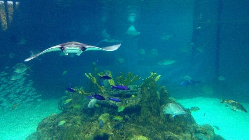 Florida Keys Aquarium Encounters BOGO specials for September