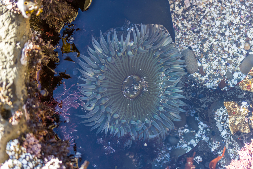 Anthopleura Anemone's in a Tide Pool on California Coast.