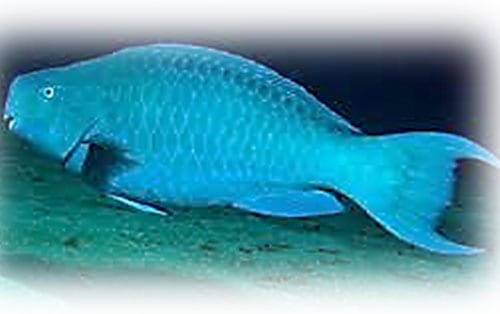blue-parrotfish
