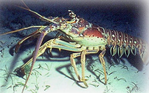 florida-spiny-lobster