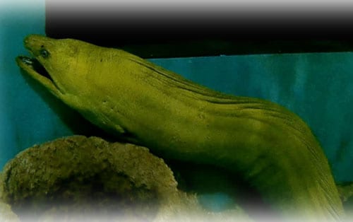 green-moray-eel